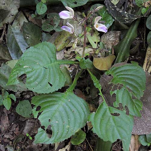 Acanthaceae, possibly Justicia sp., from Kakamega Forest, Kenya, photo © by Michael Plagens