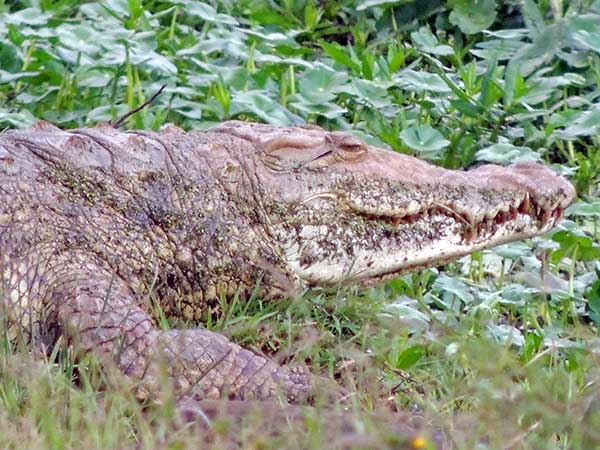 Nile Crocodile, Crocodylus niloticus, photo © by Michael Plagens