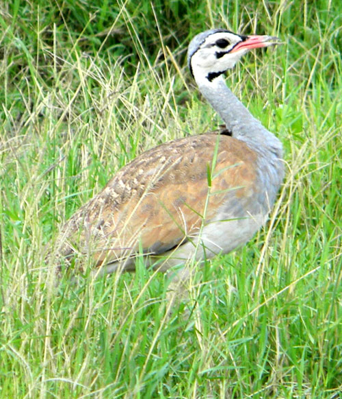 White-bellied Bustard, Eupodotis senegalensis, photo © by Michael Plagens