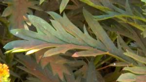 pinnately divided leaf of African Bush Daisy, Euryops chrysanthemoides, Kenya, photo © Michael Plagens