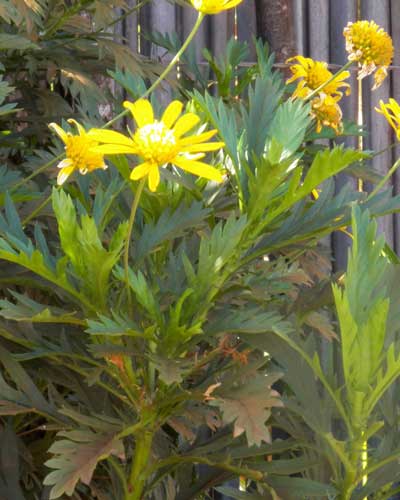 habit of African Bush Daisy, Euryops chrysanthemoides, Eldoret, Kenya, photo © by Michael Plagens