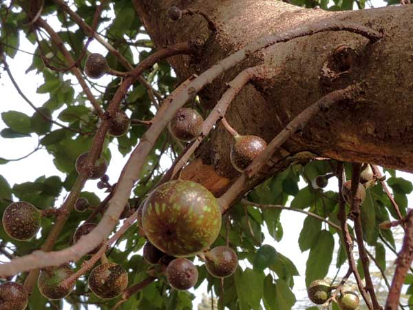 Ficus sur, a large fruit-bearing tree, Kenya, photo © by Michael Plagens