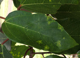 leaf of Ficus sur with gall mites present, Kenya, photo © by Michael Plagens