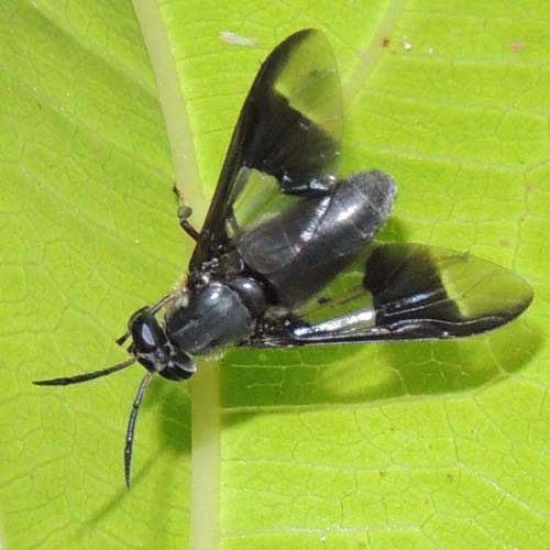 Horse/Deer Fly, Tabanidae, observed at Kakmega, Kenya. Photo © by Michael Plagens