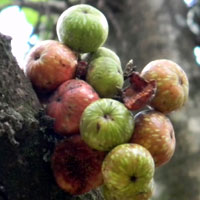 a group of ripening fruit, Ficus sycamorus from Nairobi © Michael Plagens