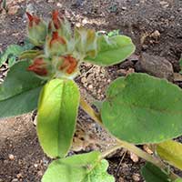 possible Abutilon from Kenya, photo © Michael Plagens