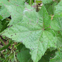 a Malvaceae, possibly Pavonia, Mt Kenya Forest, Kenya, photo © Michael Plagens